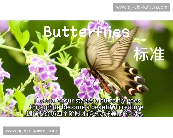 Butterfly:一场关于蜕变与美好的故事